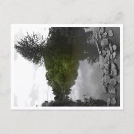 Approachable Wolf Post Card Print Vykort