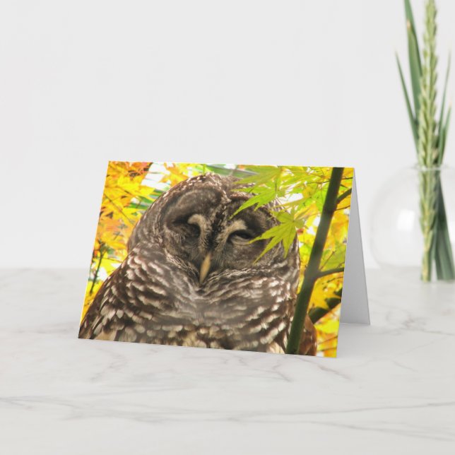 Appy Owlidays Helgkort (Framsida)