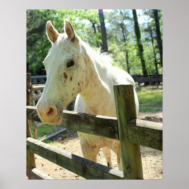 Appy the Horse Poster (Framsidan)