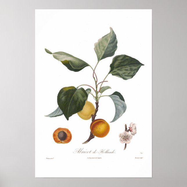 Apricot, Abricot de Hollande Poster (Framsidan)