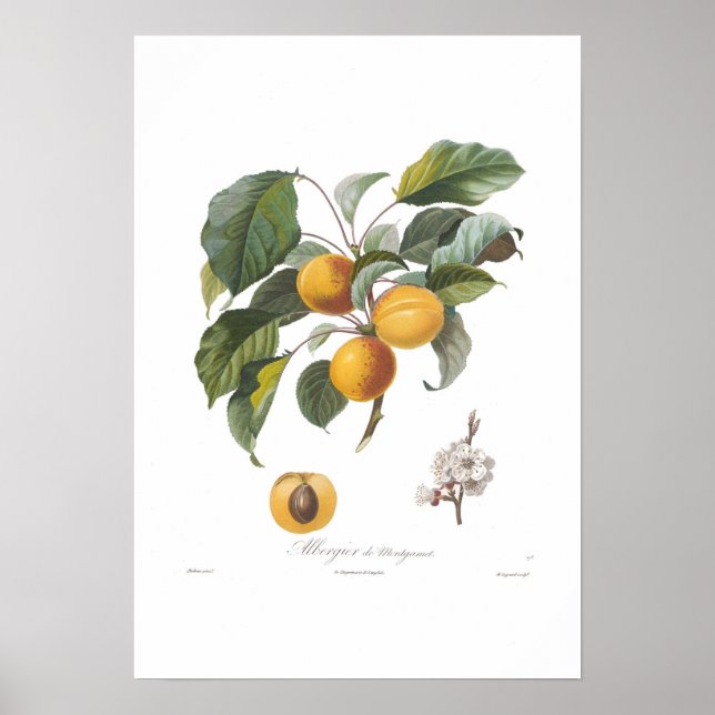 Apricot-Albergia de Montgamet Poster (Framsidan)