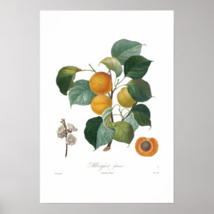 Apricot-Albergia franc Poster