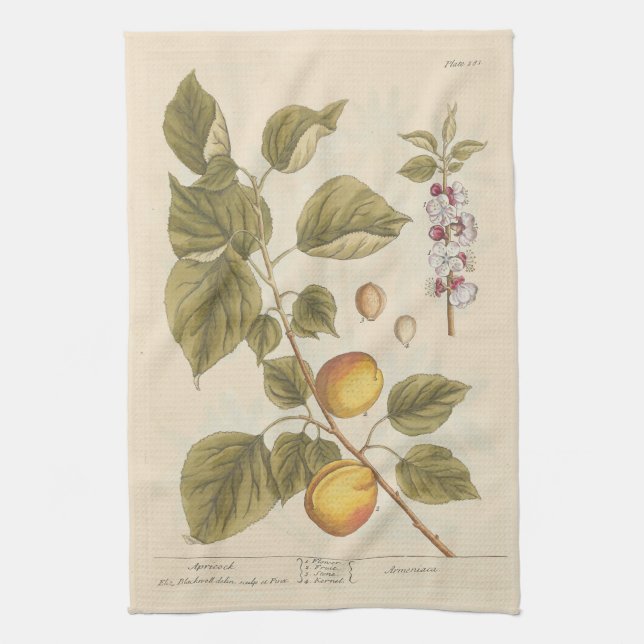 Apricot av Elizabeth Blackwell kökshandduk (Vertikal)