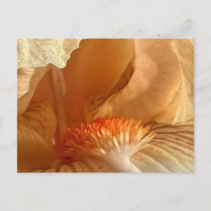 Apricot Beared Iris Postcard Vykort