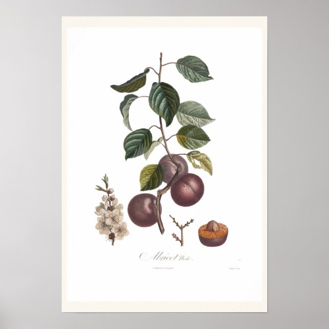 Apricot-Black apricot Poster (Framsidan)