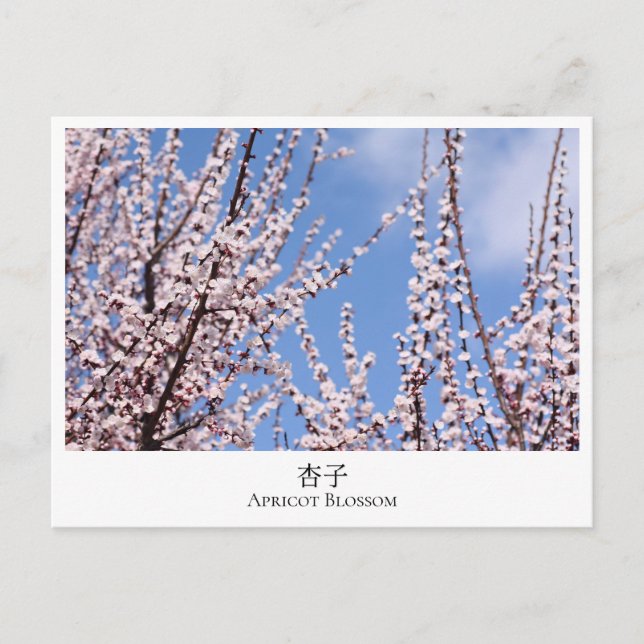 Apricot Blossom Vykort (Framsida)