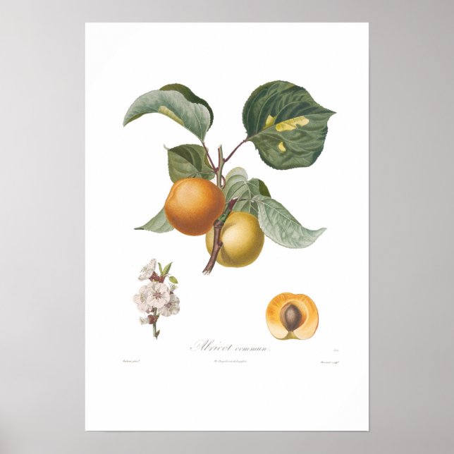 Apricot-Common apricot Poster (Framsidan)
