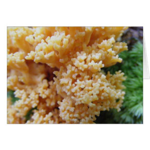 Apricot Coral Fungi Hälsningskort
