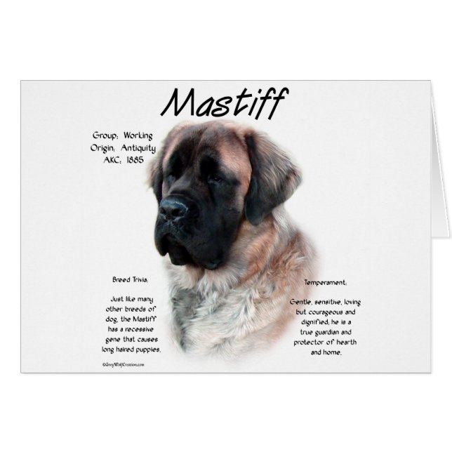 Apricot Fluffy Mastiff Historik Hälsningskort (Framsidan Horizontal)