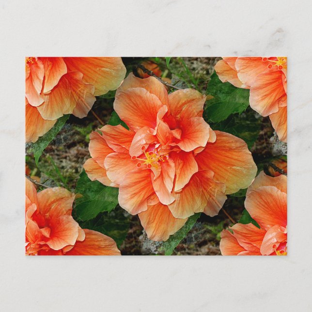 Apricot Hibiscus Tropical Flower Vykort (Framsida)
