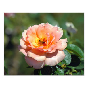 Apricot Hybrid Tea Ro with Honeybee Fototryck