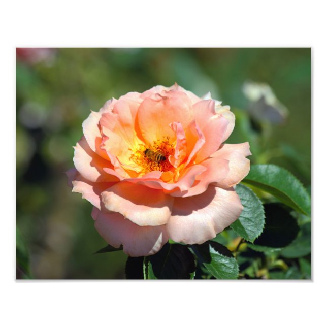 Apricot Hybrid Tea Ro with Honeybee Fototryck (Framsidan)