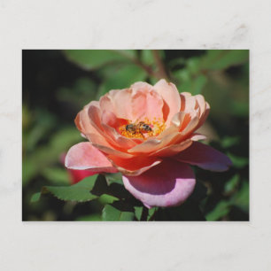 Apricot och Lavender Ro med Bee Postcard Vykort
