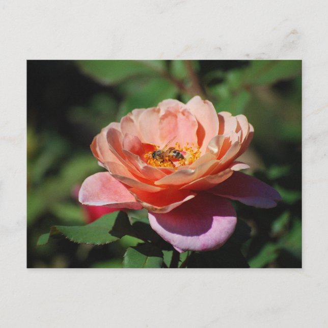 Apricot och Lavender Ro med Bee Postcard Vykort (Framsida)