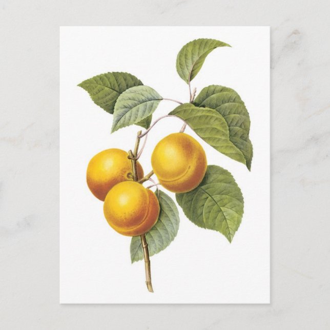 Apricot-Peach botaniskt illustration Vykort (Framsida)