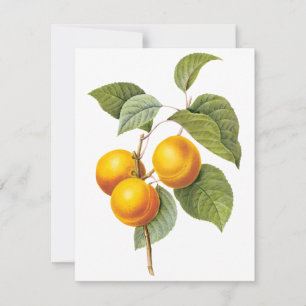 Apricot Peach från Pierre Redoute Inbjudan