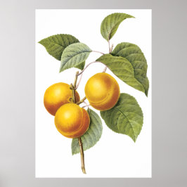 Apricot-Peach Poster