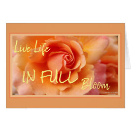 Apricot Peach Ro Flower Close Photo Hälsningskort