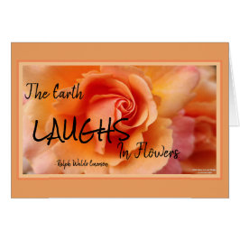 Apricot Peach Ro Flower Close Photo Hälsningskort