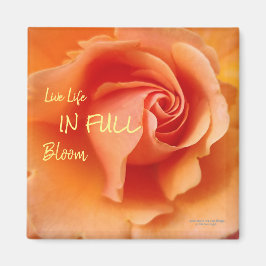 Apricot Peach Ro Flower Close Photo Magnet