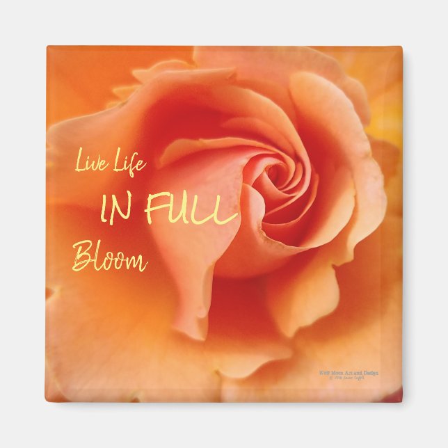 Apricot Peach Ro Flower Close Photo Magnet (Framsidan)