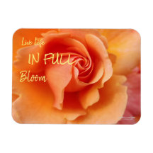 Apricot Peach Ro Flower Close Photo