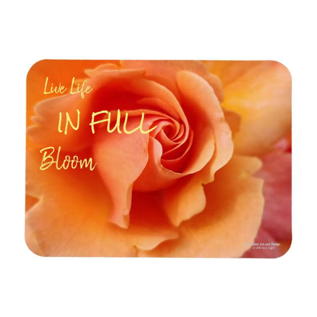 Apricot Peach Ro Flower Close Photo Magnet (Horisontell)
