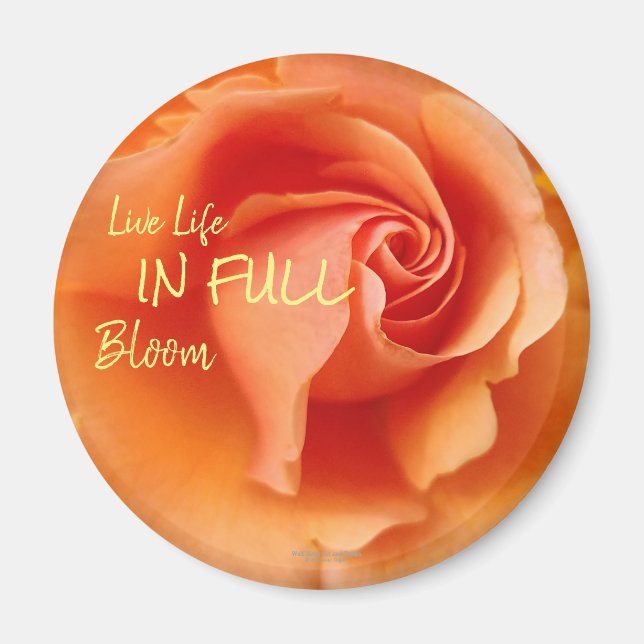 Apricot Peach Ro Flower Close Photo Magnet (Framsidan)