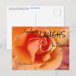 Apricot Peach Ro Flower Close Photo Vykort