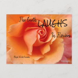 Apricot Peach Ro Flower Close Photo Vykort