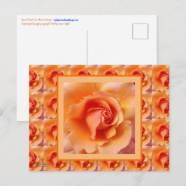 Apricot Peach Ro Flower Close Photo Vykort