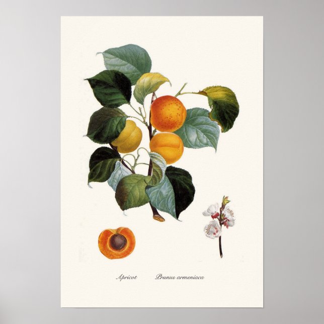 Apricot Poster (Framsidan)