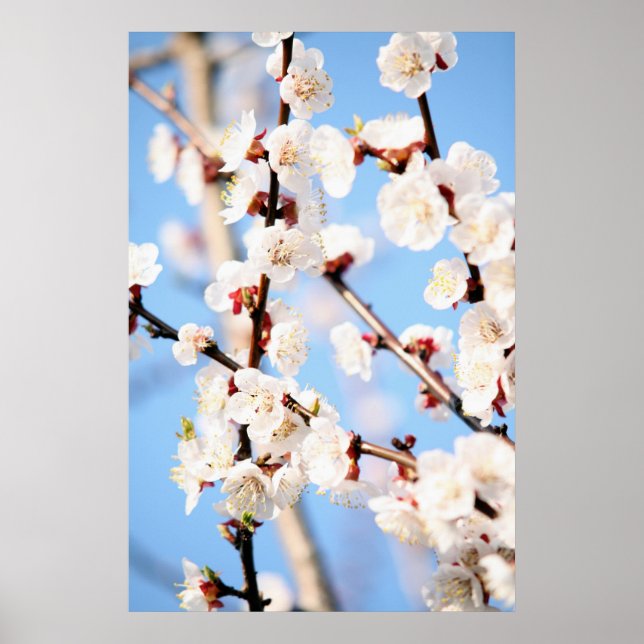 Apricot Poster (Framsidan)