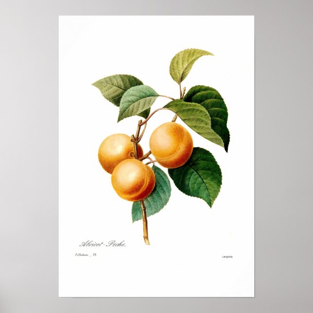 Apricot Poster (Framsidan)