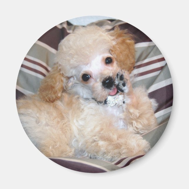 Apricot Pudel Puppy pratar watt Magnet (Framsidan)