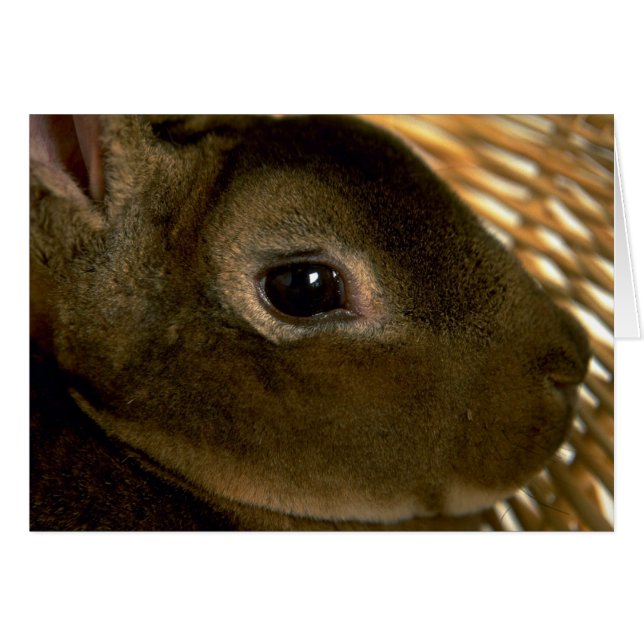 Apricot Rex Rabbit Hälsningskort (Framsidan Horizontal)