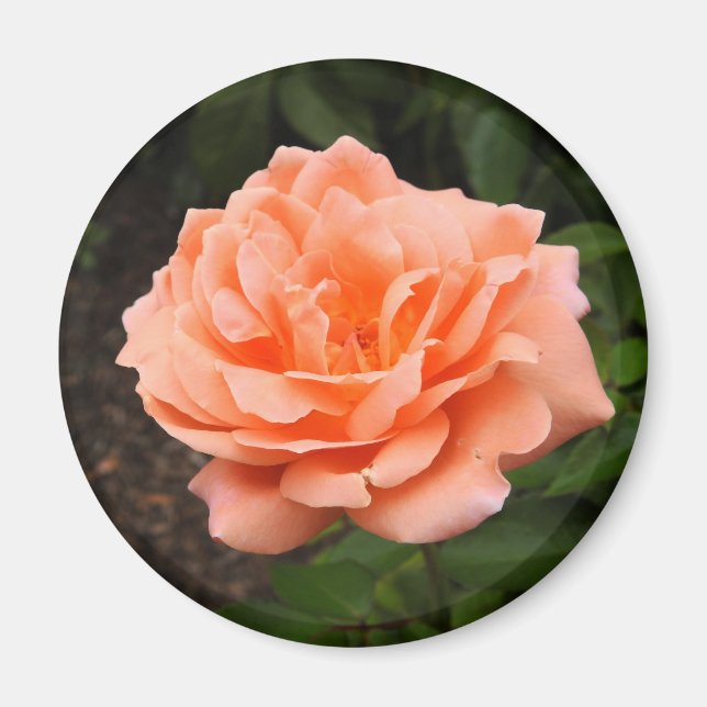 Apricot Ro Magnet (Framsidan)