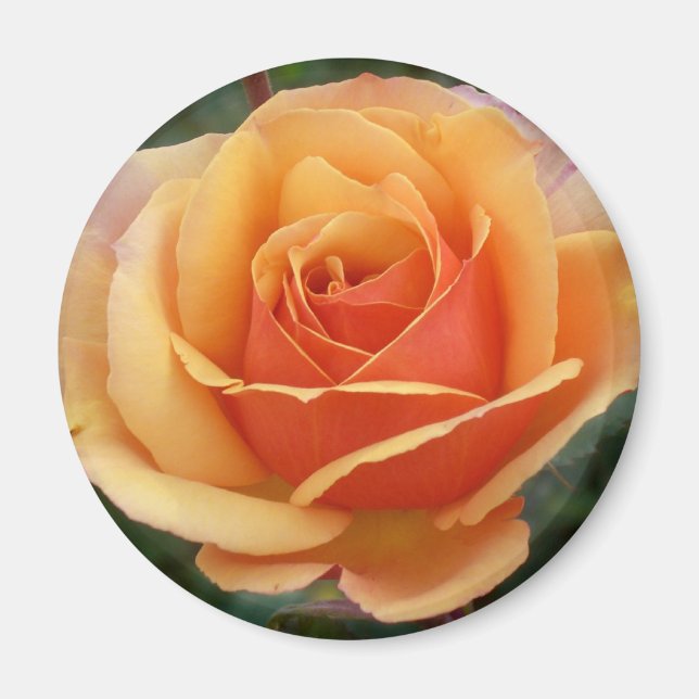 Apricot Ro Magnet (Framsidan)