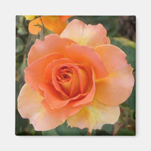 Apricot Ro Square Magnet