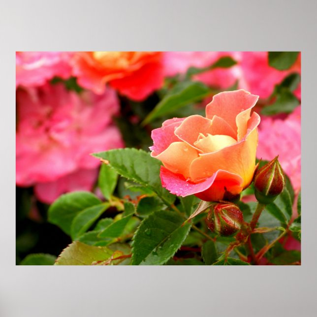 Apricot Rosa ros Poster (Framsidan)