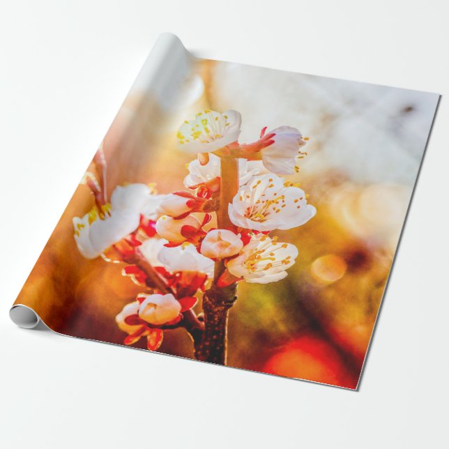 Apricot Sakura Flowers mot bakgrund av Sol Presentpapper (Utrullad)