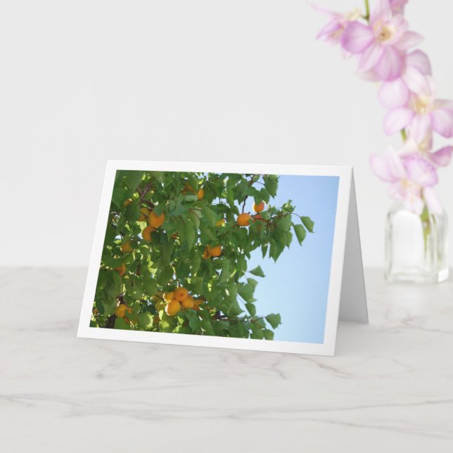 Apricot Träd Blå himmel Porträtt Kort (Orkide)