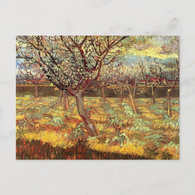 Apricot Träd i Blommar av Van Gogh Vykort (Framsida)