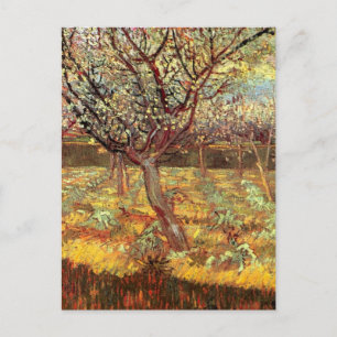Apricot Träd i Blommar av Vincent van Gogh Vykort