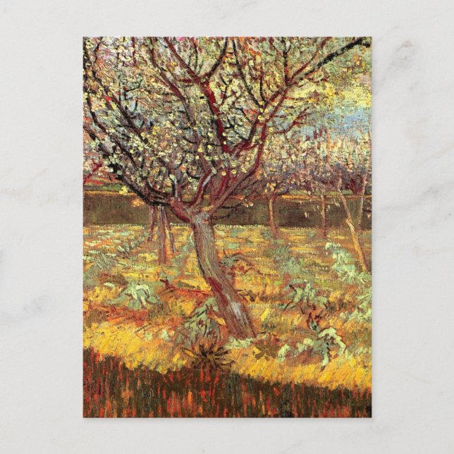 Apricot Träd i Blommar av Vincent van Gogh Vykort (Framsida)