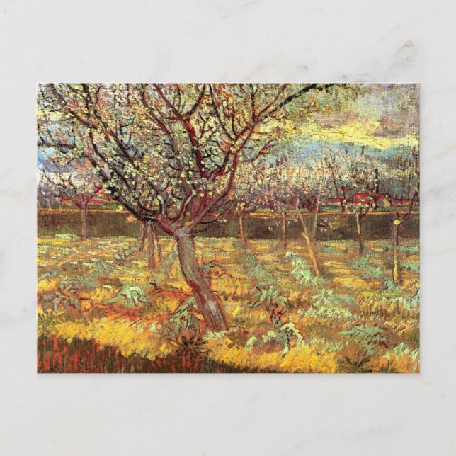 Apricot Träd i Blommar av Vincent van Gogh Vykort (Framsida)