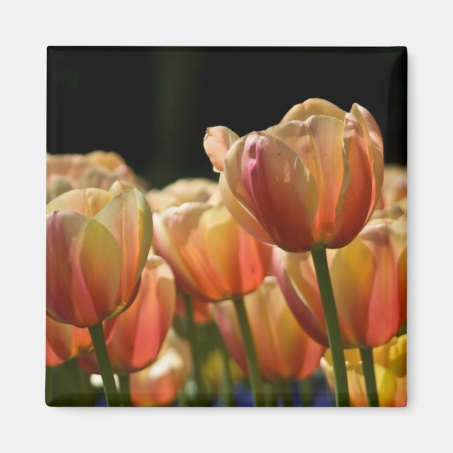 Apricot Tulip Magnet (Framsidan)