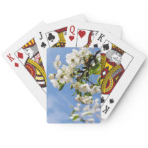 Apricot vår blommar.