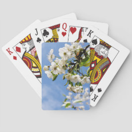 Apricot vår blommar. casinokort