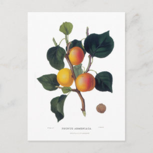 Apricot Vykort